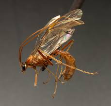 Attēlu rezultāti vaicājumam “Ichneumonidae”