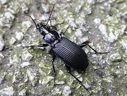 Attēlu rezultāti vaicājumam “Pterostichus niger”