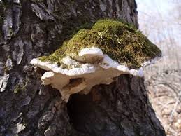 Attēlu rezultāti vaicājumam “Oxyporus corticola”