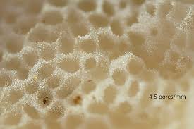 Attēlu rezultāti vaicājumam “Physisporinus vitreus”