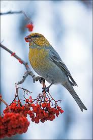 Image result for Pinicola enucleator