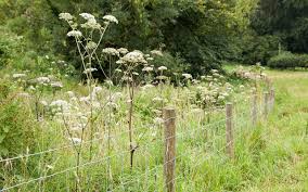 Image result for Angelica silvestris