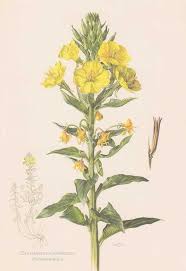 Image result for Nachtkerze