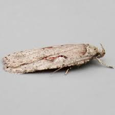 Attēlu rezultāti vaicājumam “Agonopterix ocellana”