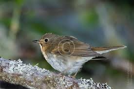 Image result for Catharus ustulatus