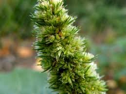 Attēlu rezultāti vaicājumam “Amaranthus retroflexus”