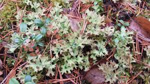 Attēlu rezultāti vaicājumam “Cetraria islandica”