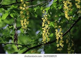 Attēlu rezultāti vaicājumam “Laburnum alpinum leaf”