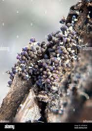 Attēlu rezultāti vaicājumam “Diachea leucopodia young”