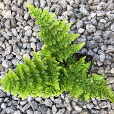 Attēlu rezultāti vaicājumam “Dicranella crispa”