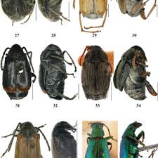 Attēlu rezultāti vaicājumam “Diderma chondrioderma spores”