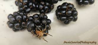 Attēlu rezultāti vaicājumam “Araneus diadematus eggs”