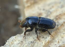 Attēlu rezultāti vaicājumam “Scolytus ratzeburgi”