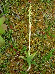 Attēlu rezultāti vaicājumam “Goodyera repens bud”