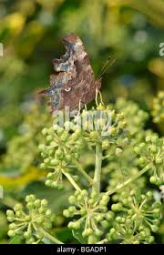 Attēlu rezultāti vaicājumam “Polygonia c-album underside”