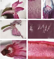 Attēlu rezultāti vaicājumam “Dactylorhiza incarnata flower”