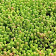 Attēlu rezultāti vaicājumam “Sedum sexangulare leaf”