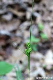 Attēlu rezultāti vaicājumam “Carex viridula”