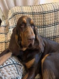 Image result for Carlisle BloodHounds