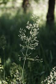Attēlu rezultāti vaicājumam “Agrostis capillaris”