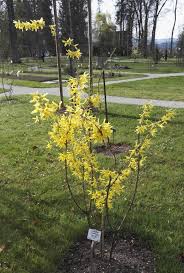 Attēlu rezultāti vaicājumam “Forsythia suspensa”