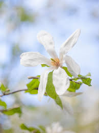 Attēlu rezultāti vaicājumam “Melica nutans flower”