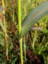 Attēlu rezultāti vaicājumam “Echinochloa crus-galli fruit”