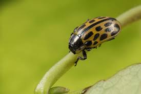 Attēlu rezultāti vaicājumam “Chrysomela vigintipunctata”