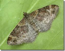 Attēlu rezultāti vaicājumam “Xanthorhoe spadicearia”