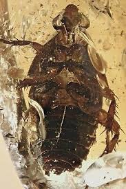 Attēlu rezultāti vaicājumam “Blattoptera”