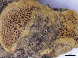 Attēlu rezultāti vaicājumam “Hapalopilus aurantiacus”