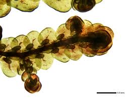 Attēlu rezultāti vaicājumam “Frullania tamarisci”