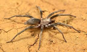 Attēlu rezultāti vaicājumam “Gnaphosidae”