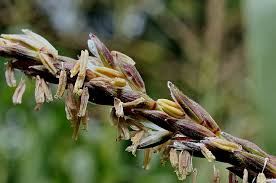 Attēlu rezultāti vaicājumam “Zea mays female flower”