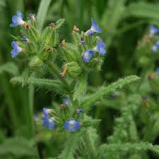 Attēlu rezultāti vaicājumam “Anchusa arvensis”