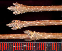 Attēlu rezultāti vaicājumam “Acer saccharinum bud”