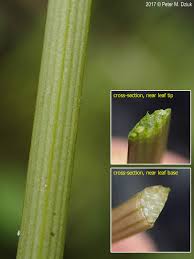 Attēlu rezultāti vaicājumam “Sparganium minimum leaf”