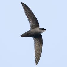 Image result for Chaetura pelagica