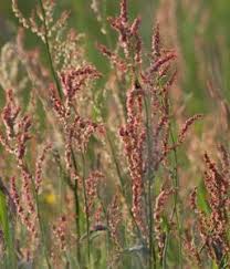 Image result for Sauerampfer