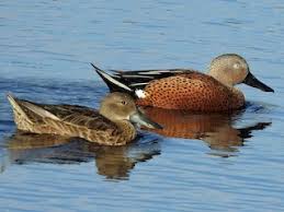 Attēlu rezultāti vaicājumam “Arrhenia spatulata”