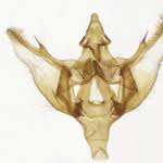 Attēlu rezultāti vaicājumam “Charissa ambiguata”