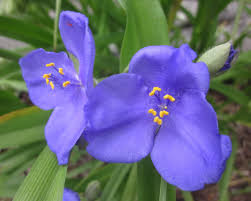 Attēlu rezultāti vaicājumam “Tradescantia virginiana”