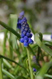 Attēlu rezultāti vaicājumam “Muscari armeniacum flower”