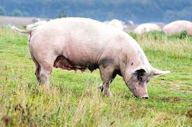 Attēlu rezultāti vaicājumam “Sus scrofa”