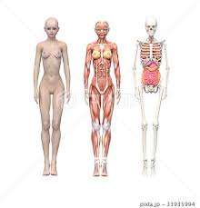 解剖女体|女性の人体解剖模型 | トワテック