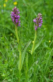 Attēlu rezultāti vaicājumam “Dactylorhiza cruenta”