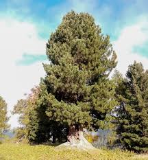 Image result for Pinus cembra