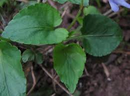 Attēlu rezultāti vaicājumam “Viola riviniana leaf”