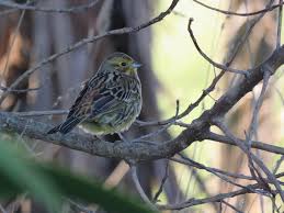 Attēlu rezultāti vaicājumam “Emberiza citrinella male”