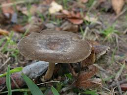 Attēlu rezultāti vaicājumam “Polyporus brumalis”